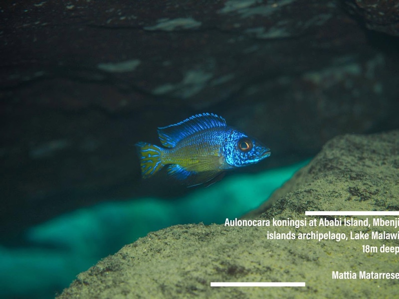 Aulonocara koningsi 'Ababi Island'